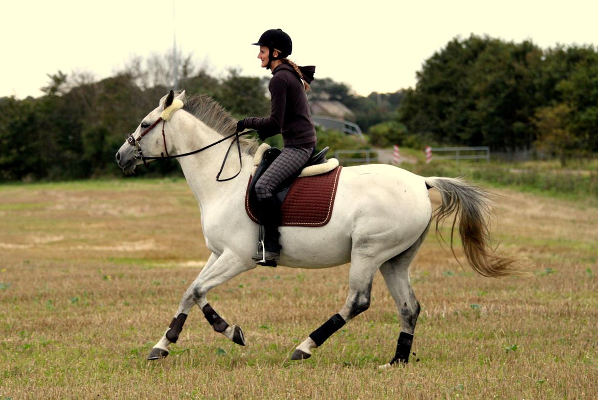 Trakehner Bint-Al-Hawa *Eventyrmussen* - Weeeee! Mark ræs! 16.09.2011 billede 17