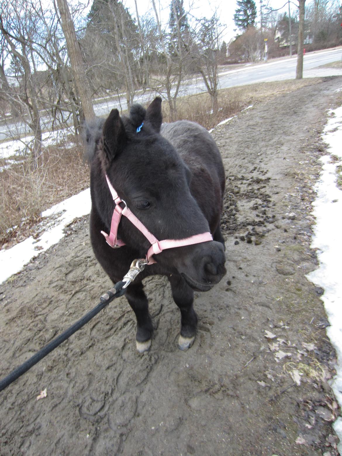 Shetlænder Mejse [Tidl. Passer] billede 3