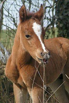 Arabisk fuldblod (OX) Sagall - Baby Sagall 
Tooooooo cute<3 billede 13