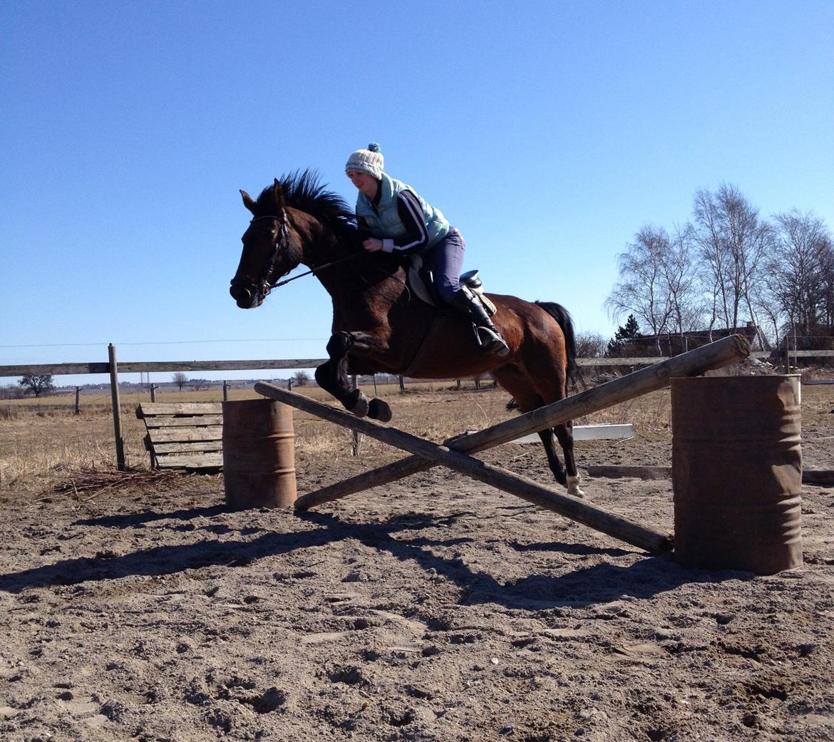 Anden særlig race Karizma (O.conner) (solgt)  billede 14