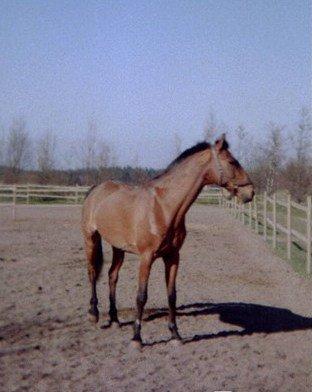 Anden særlig race Eternal Jive - Løbefold på Arden rideklub billede 13