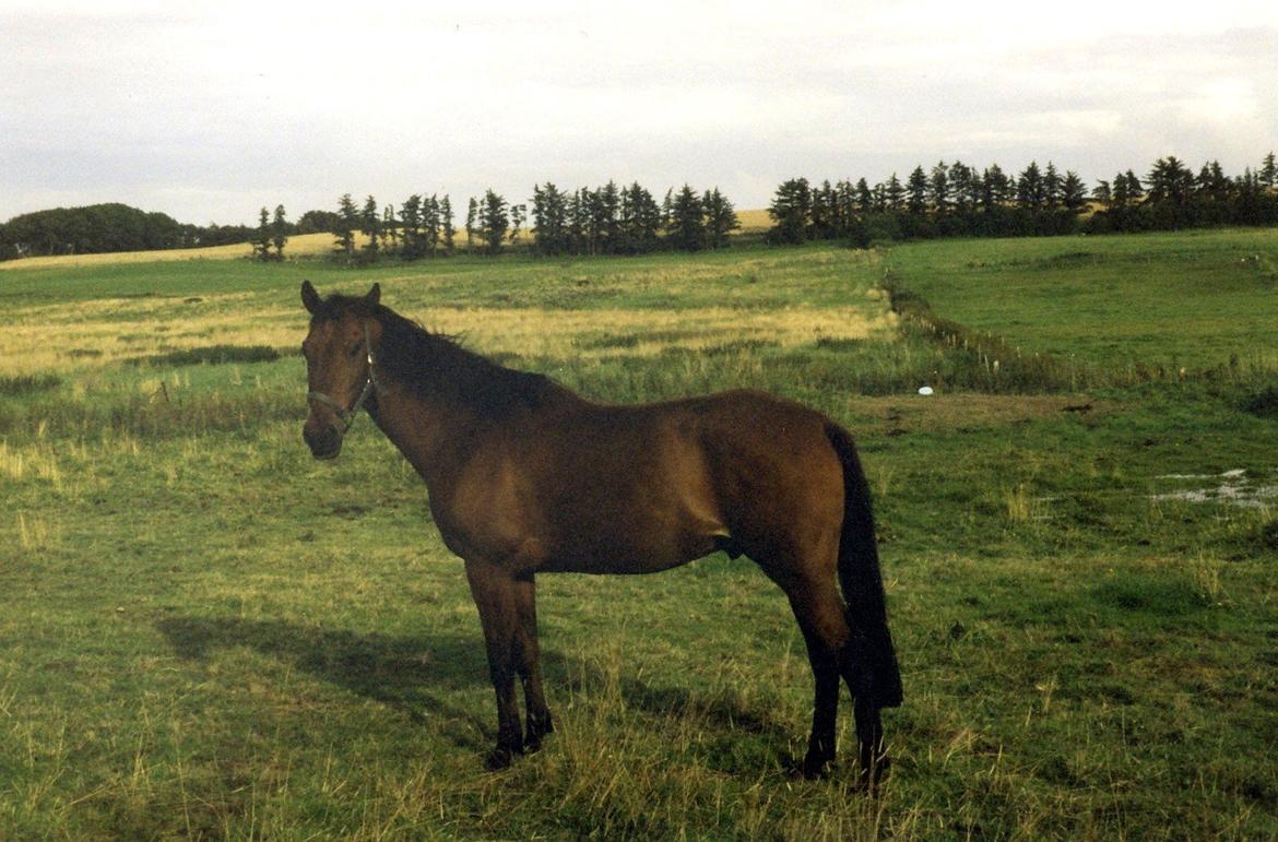 Anden særlig race Eternal Jive - Jive hjemme på min fars mark billede 8
