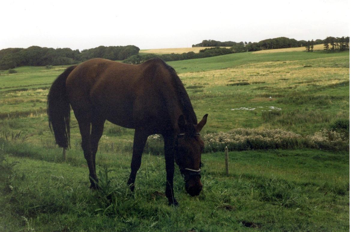Anden særlig race Eternal Jive - Jive hjemme på min fars mark billede 9