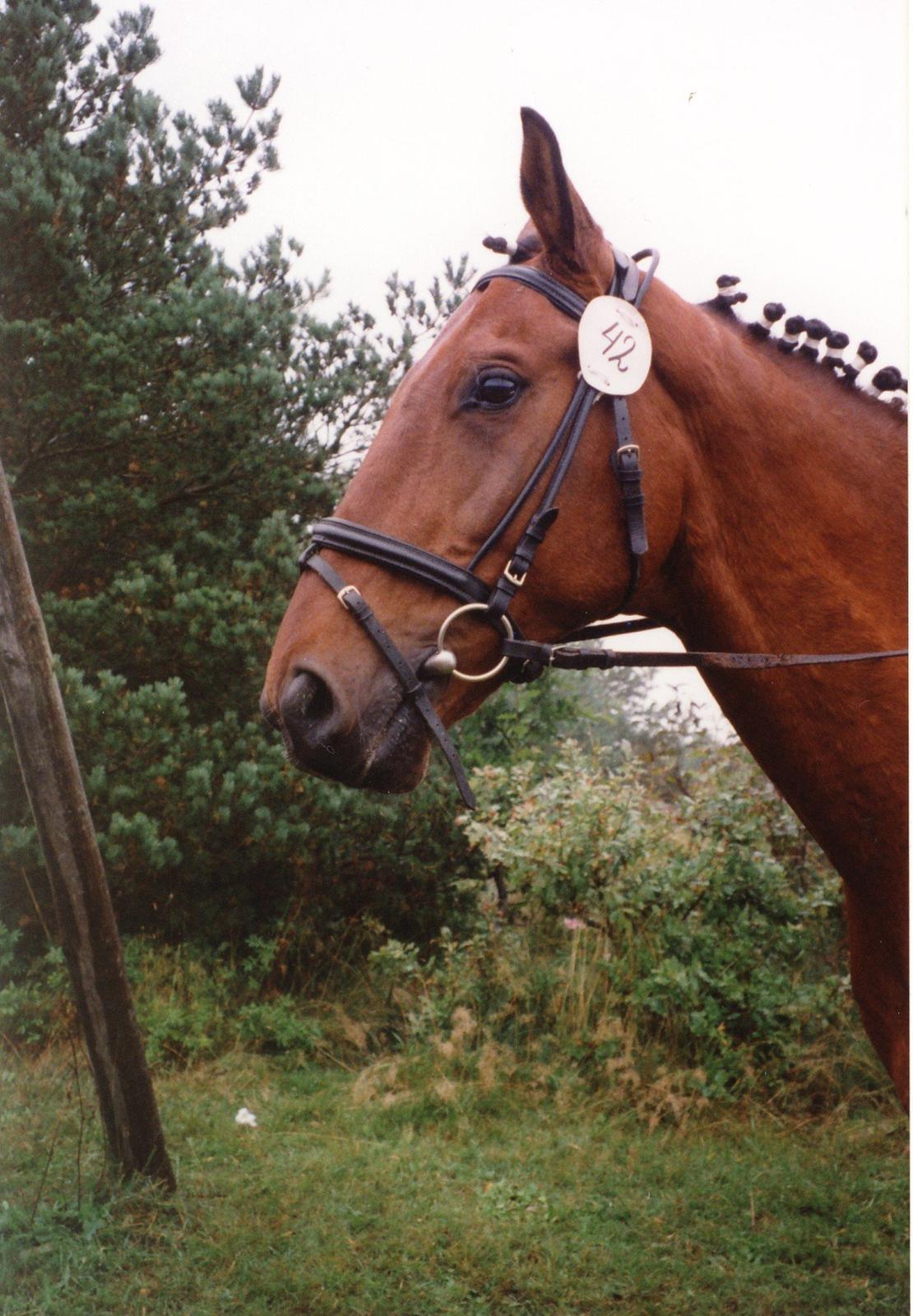 Anden særlig race Eternal Jive billede 10