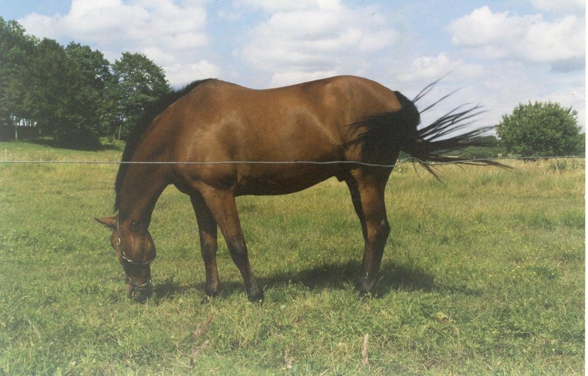 Anden særlig race Eternal Jive - Jive hjemme på min fars mark billede 11