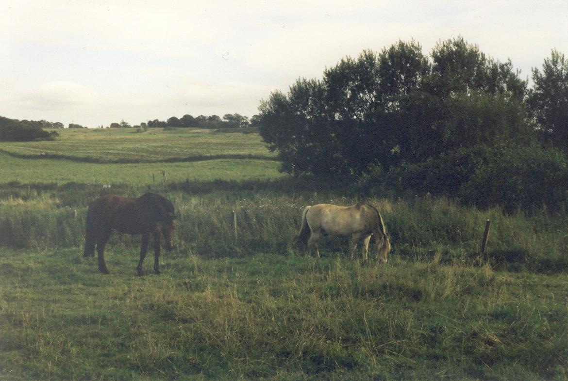 Anden særlig race Eternal Jive - Jive og gamle Lucas! billede 19
