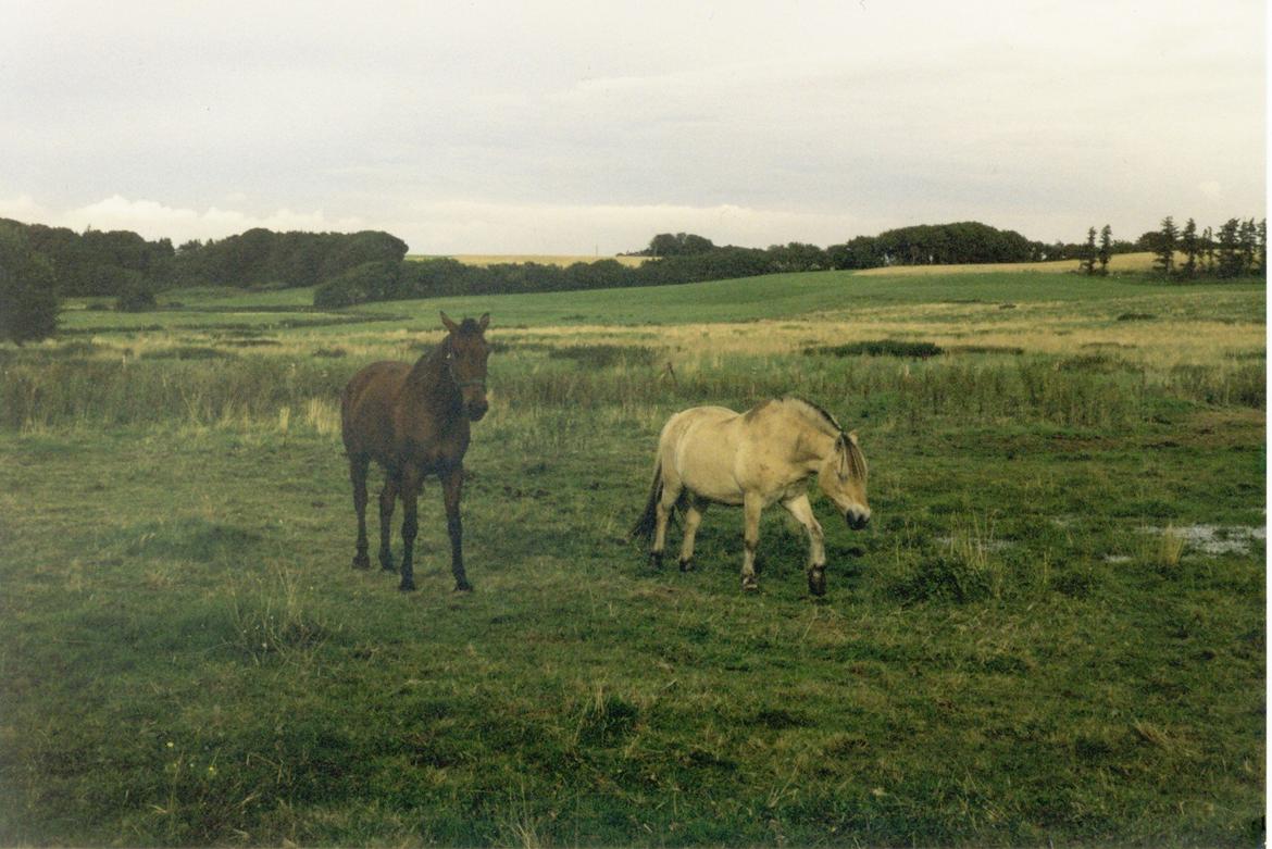 Anden særlig race Eternal Jive - Jive og gamle Lucas! billede 20