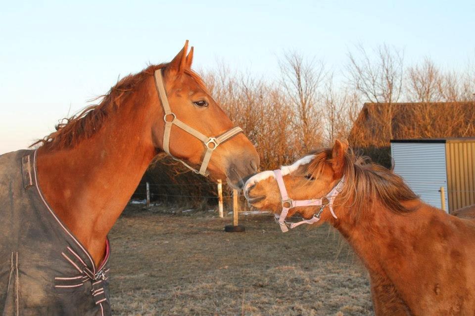 Belgisk varmblod Femke Du Sud (Flicka) *solgt* - Velkommen til.. :) Her hygger jeg lige med min veninde.. :)
 billede 1