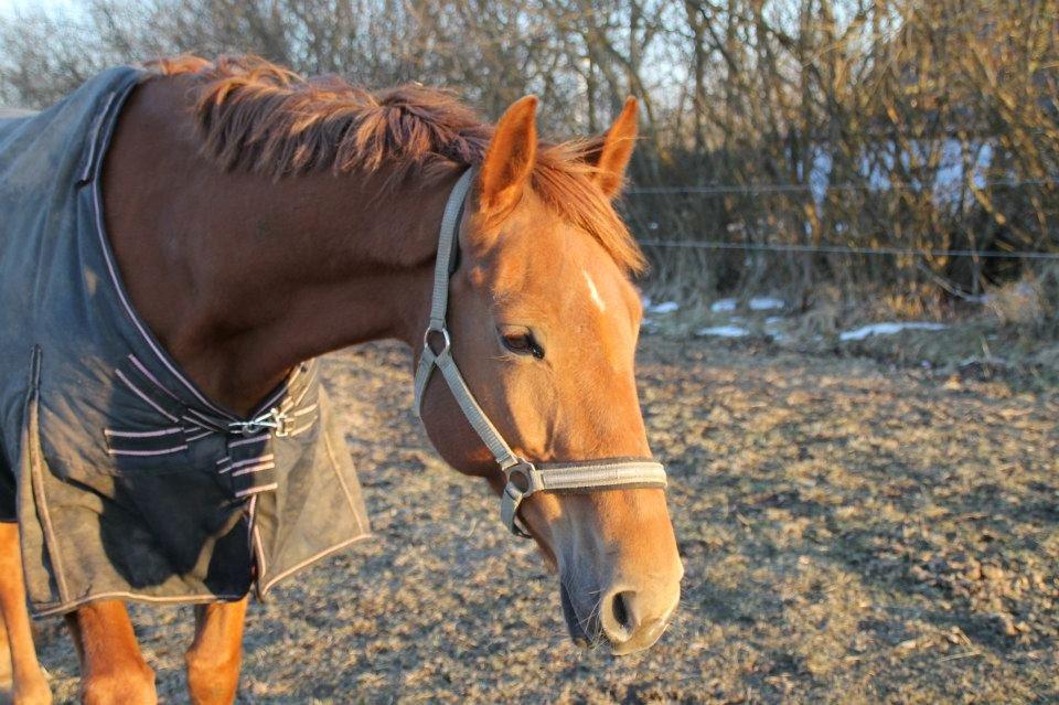 Belgisk varmblod Femke Du Sud (Flicka) *solgt* billede 11