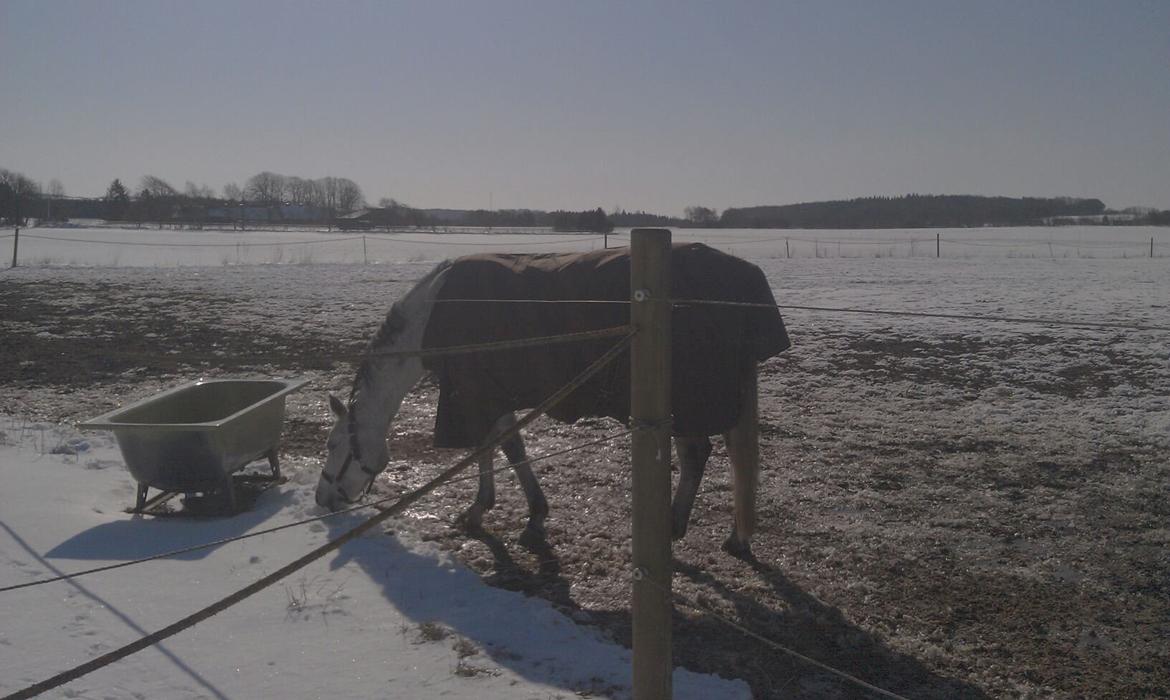 Anden særlig race Myomy Melody billede 13