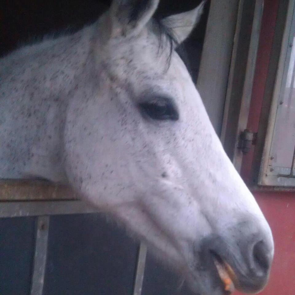 Anden særlig race Myomy Melody billede 8