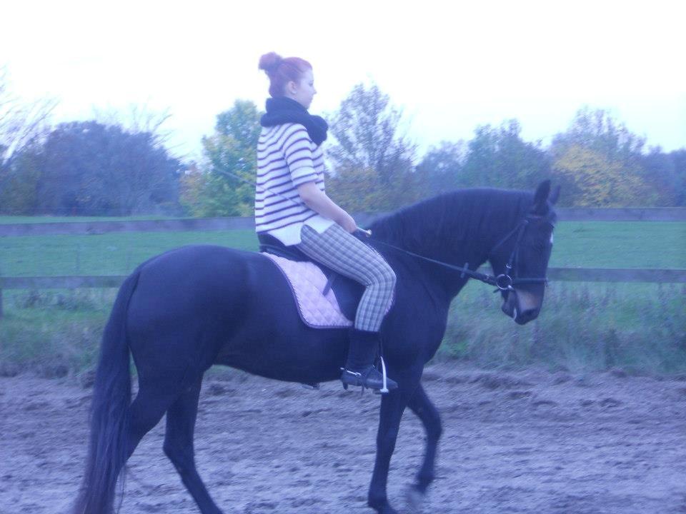 New Forest Queenshill Savannah billede 10