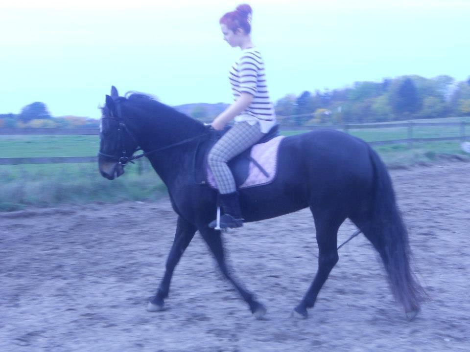 New Forest Queenshill Savannah billede 11