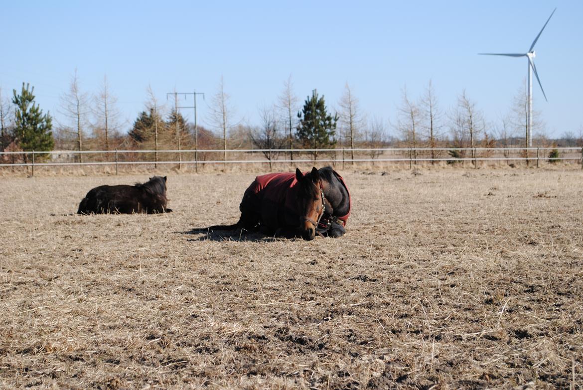 Traver Lavendel Safir billede 2