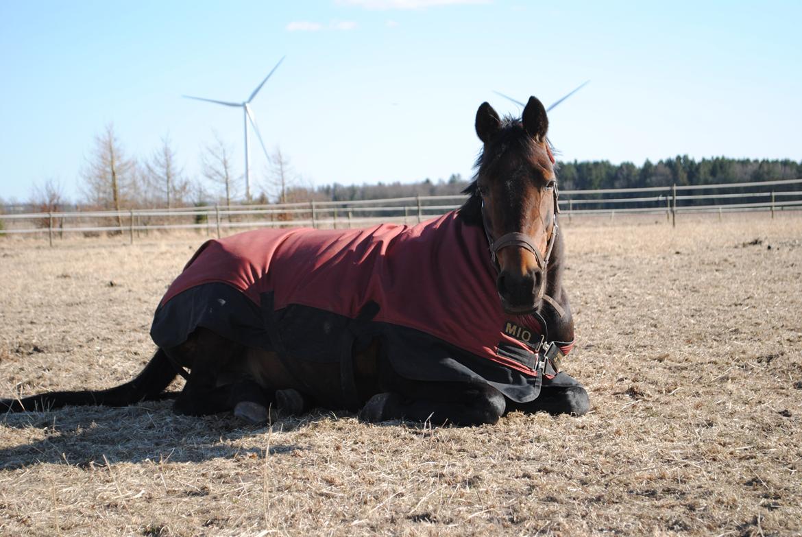 Traver Lavendel Safir billede 1
