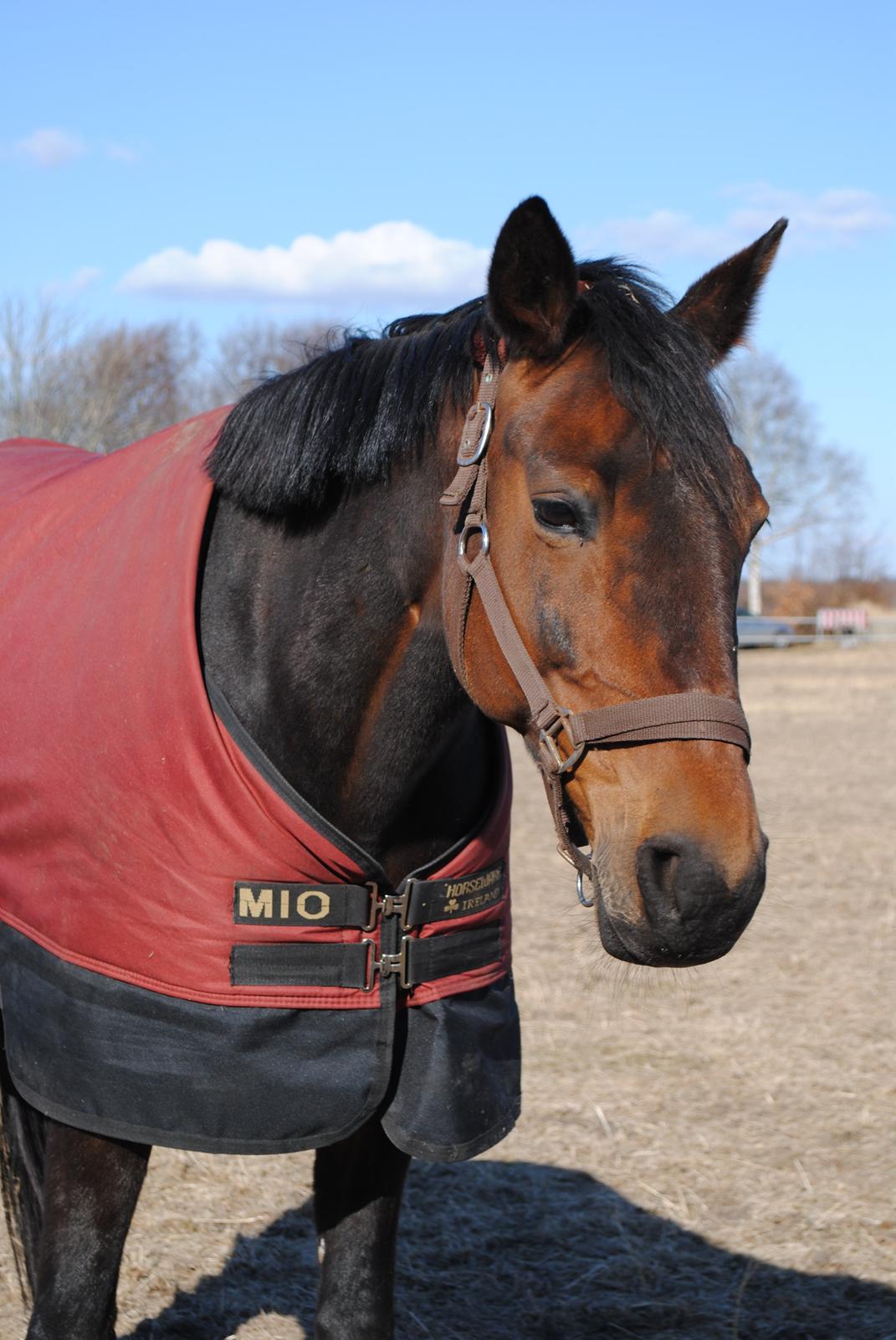 Traver Lavendel Safir billede 3