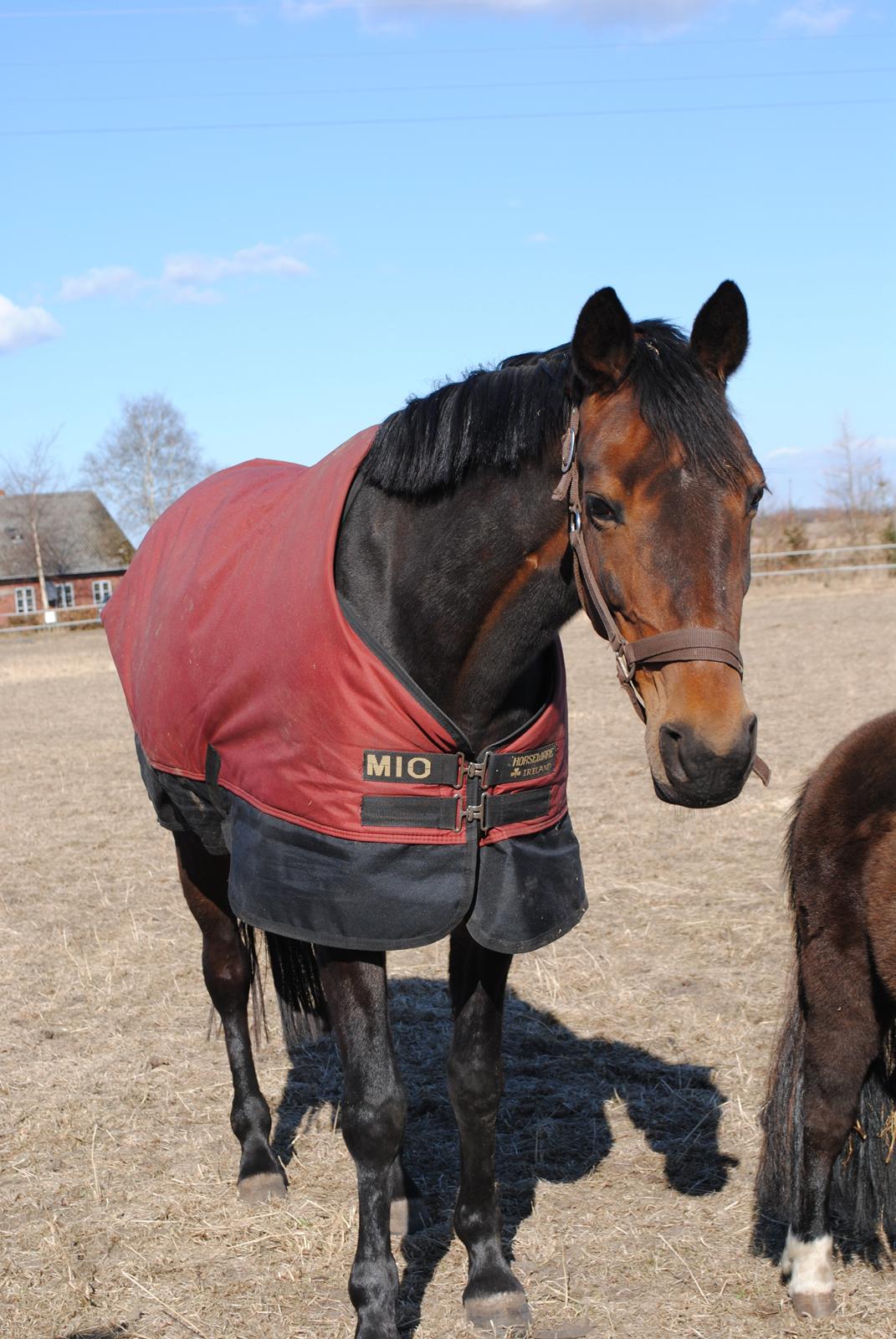 Traver Lavendel Safir billede 4