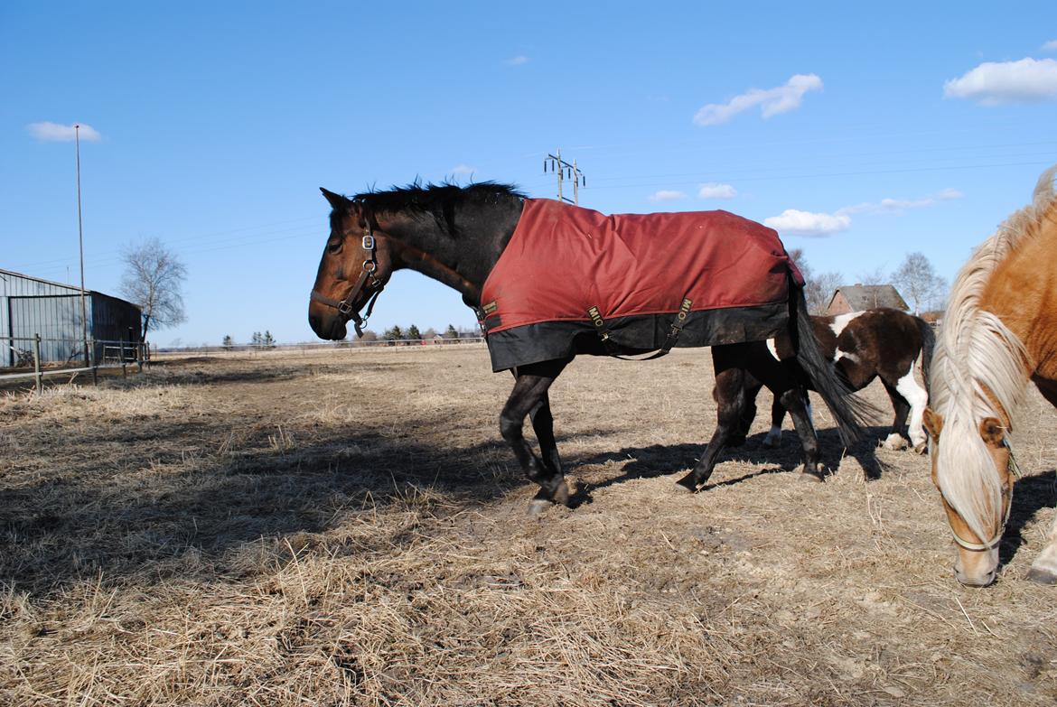 Traver Lavendel Safir billede 5