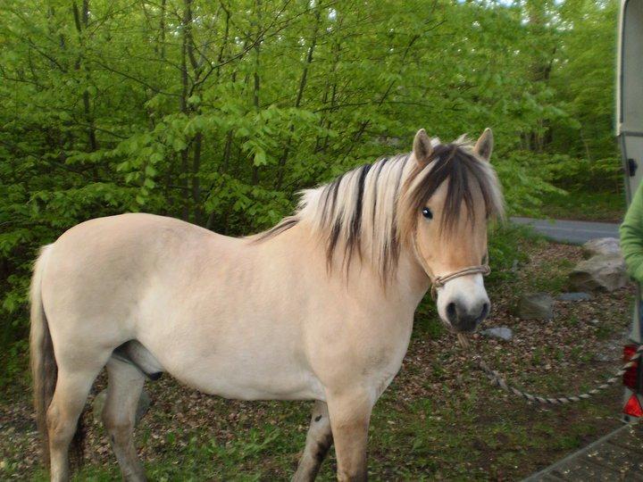 Fjordhest Jeppe - Smukkeste fjordhest på jorden! <3  billede 10