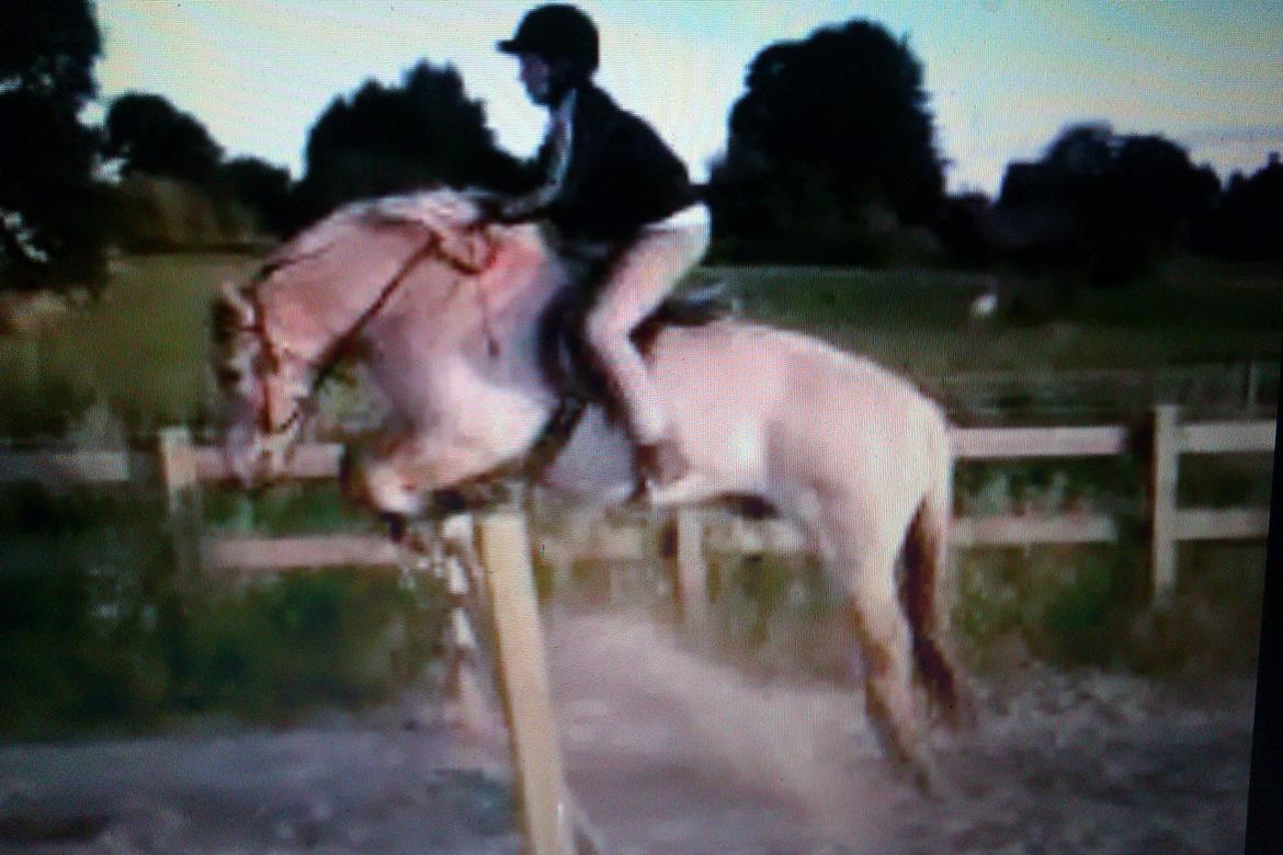 Fjordhest Jeppe - 90 cm kan han også springe. - <3 billede 11