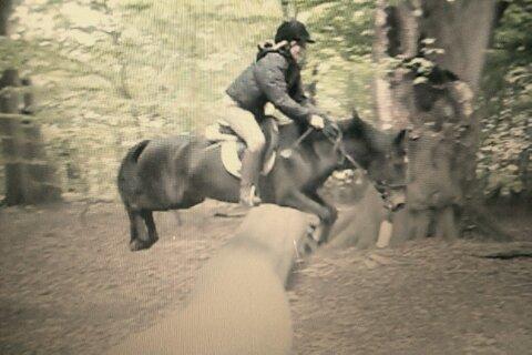 New Forest Queenshill Savannah - Den ben-teknik er bare tip top!  billede 13