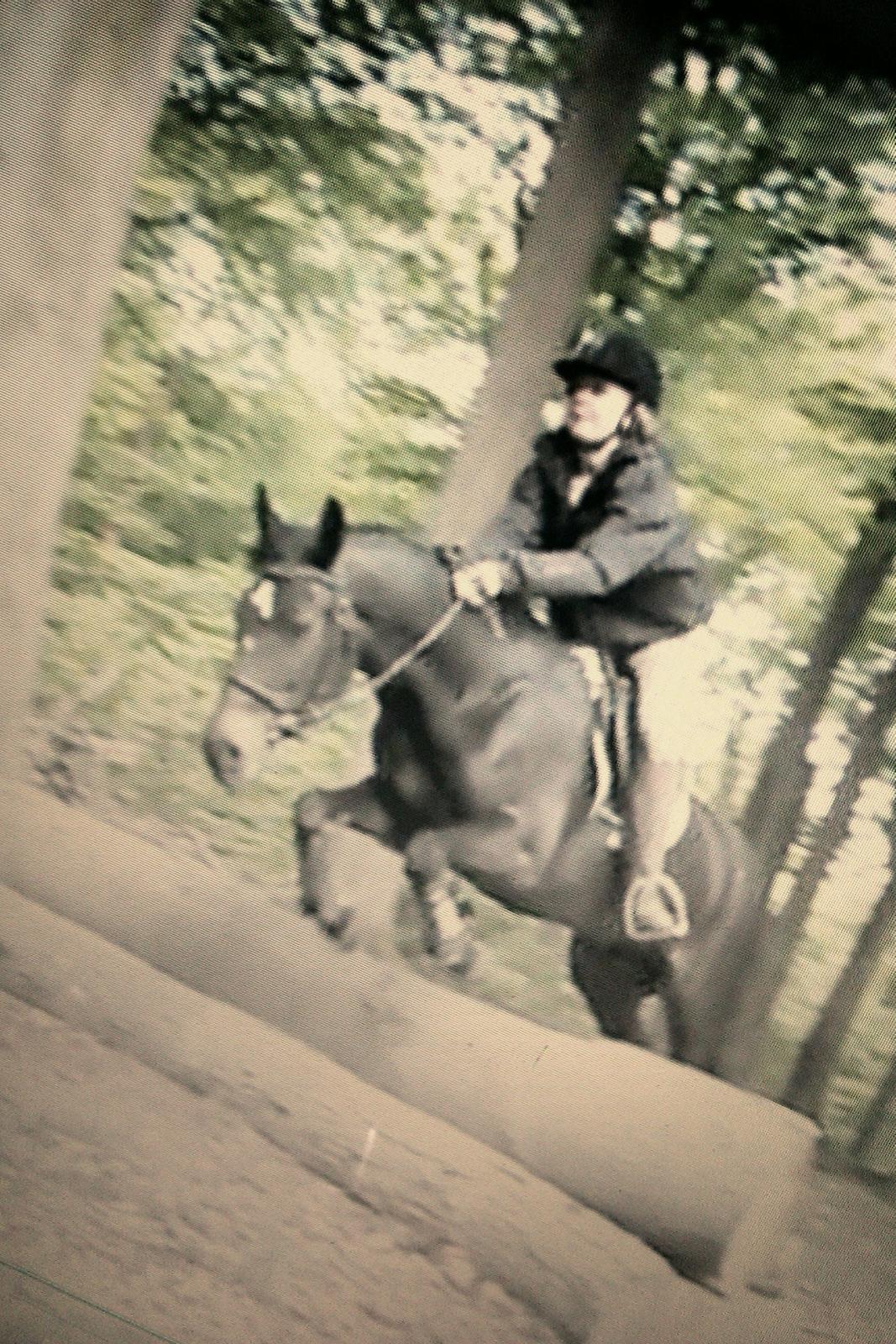 New Forest Queenshill Savannah - Yolo. <3 billede 14