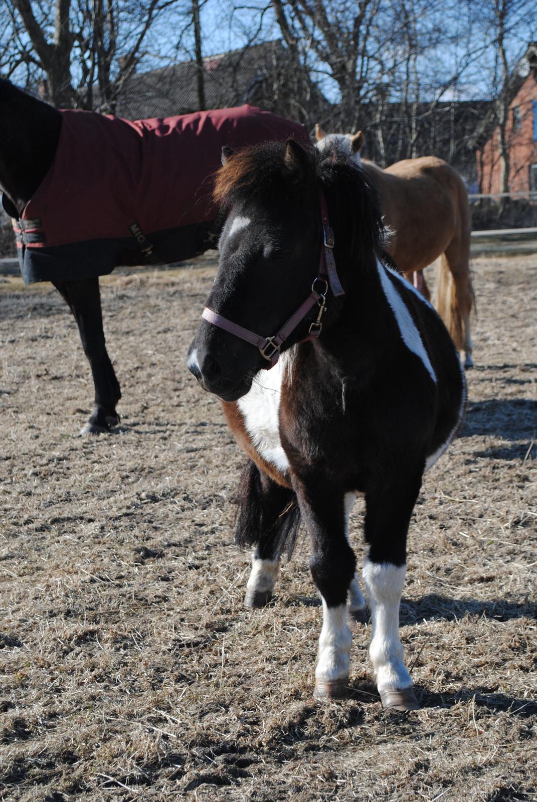 Shetlænder Celine billede 1