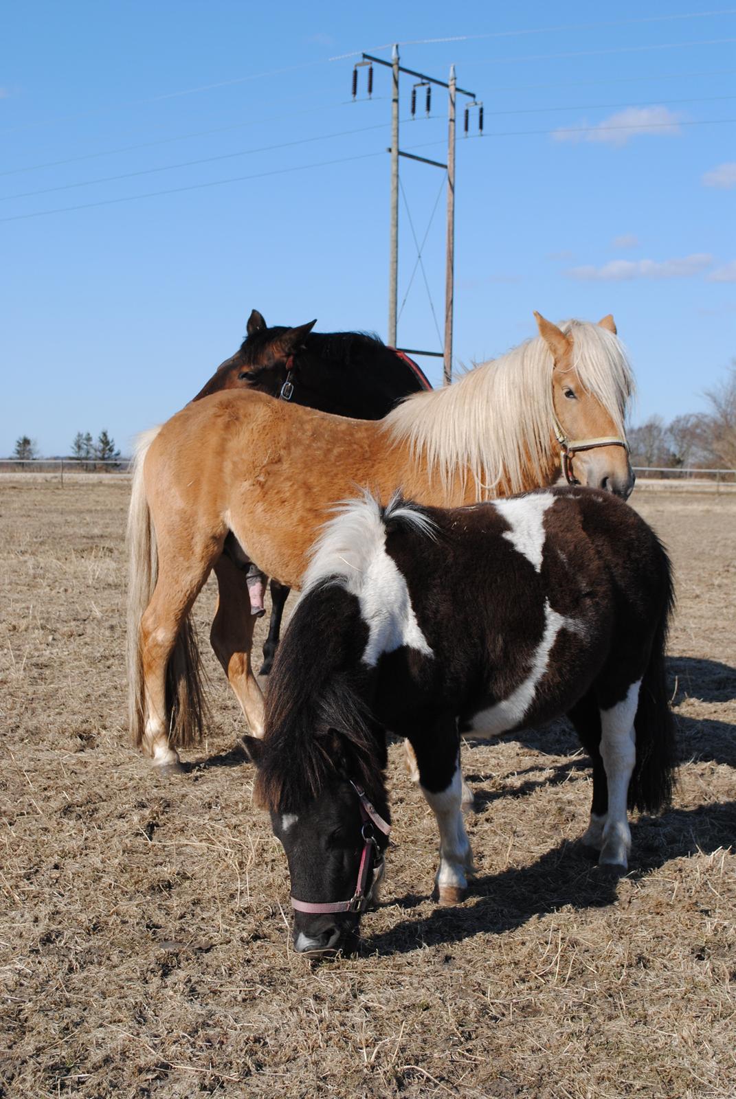 Shetlænder Celine billede 2