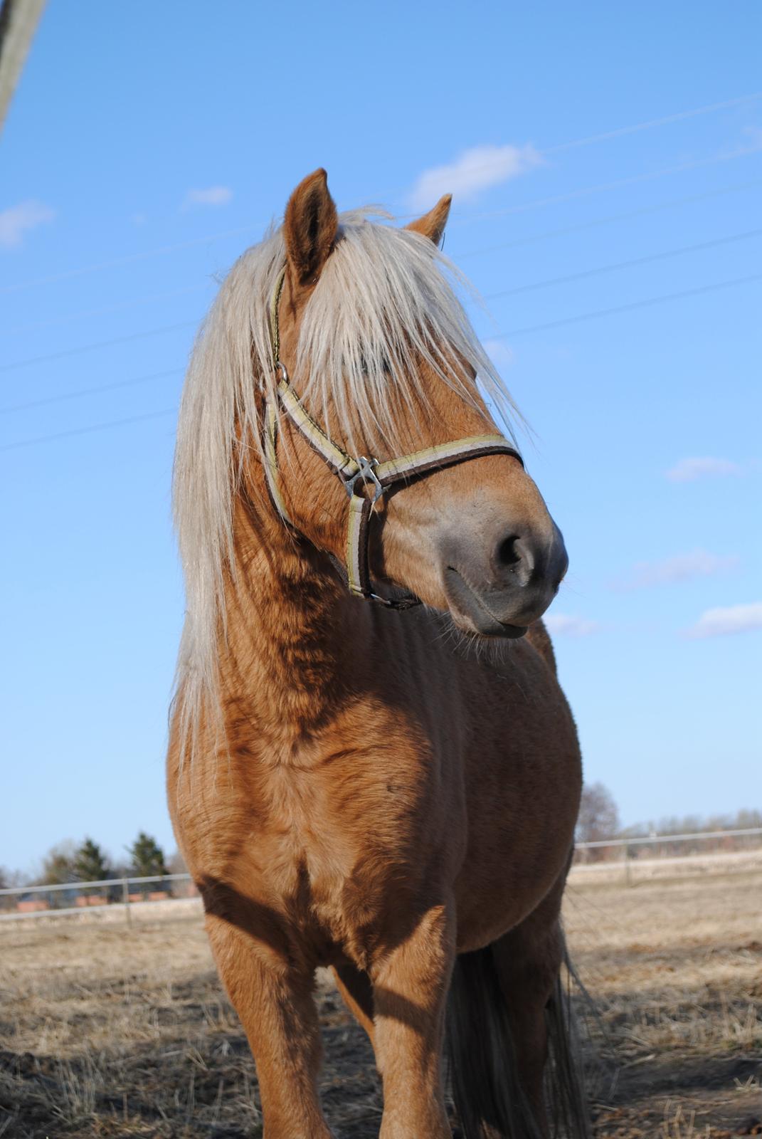 Anden særlig race Sacho billede 2