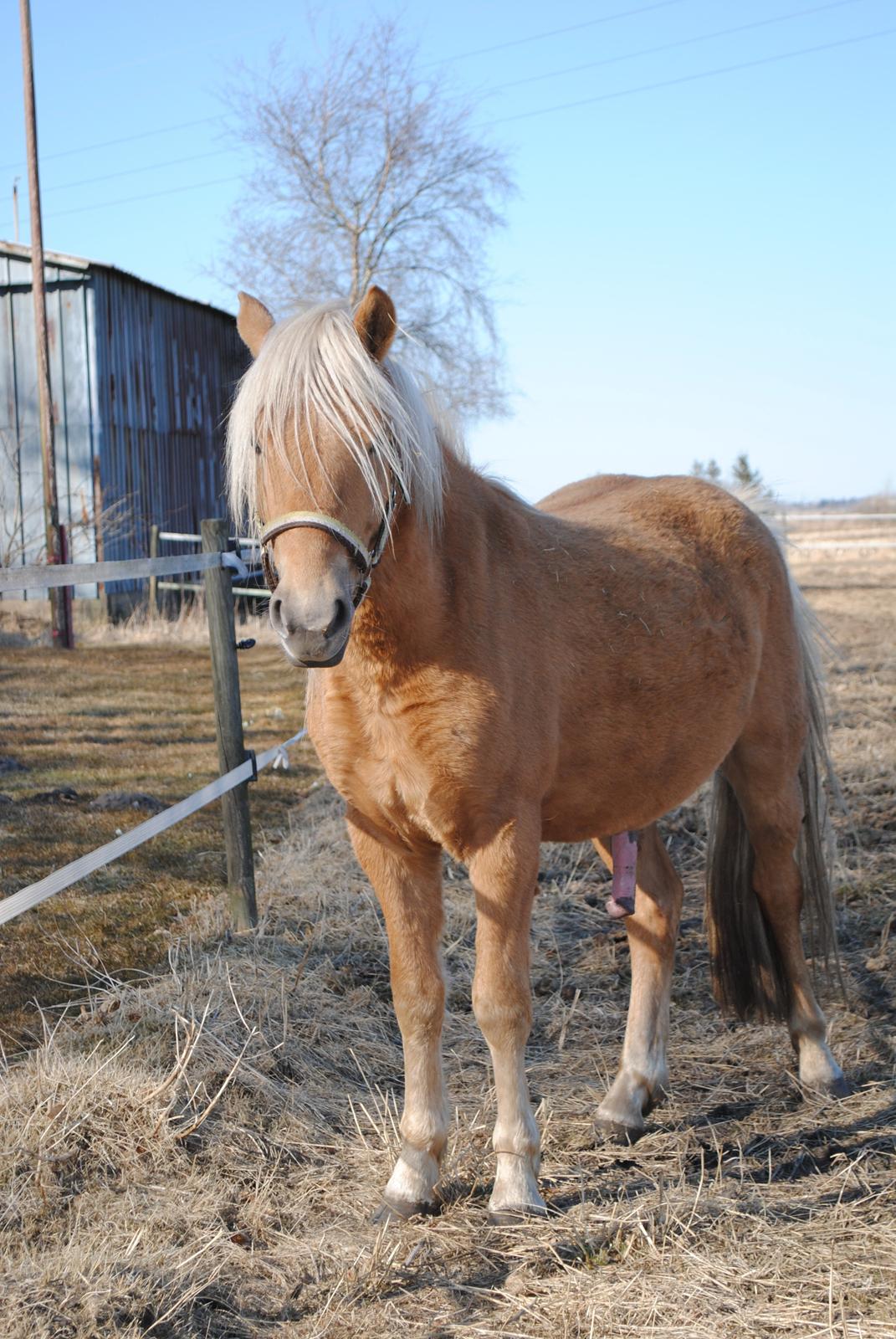 Anden særlig race Sacho billede 1