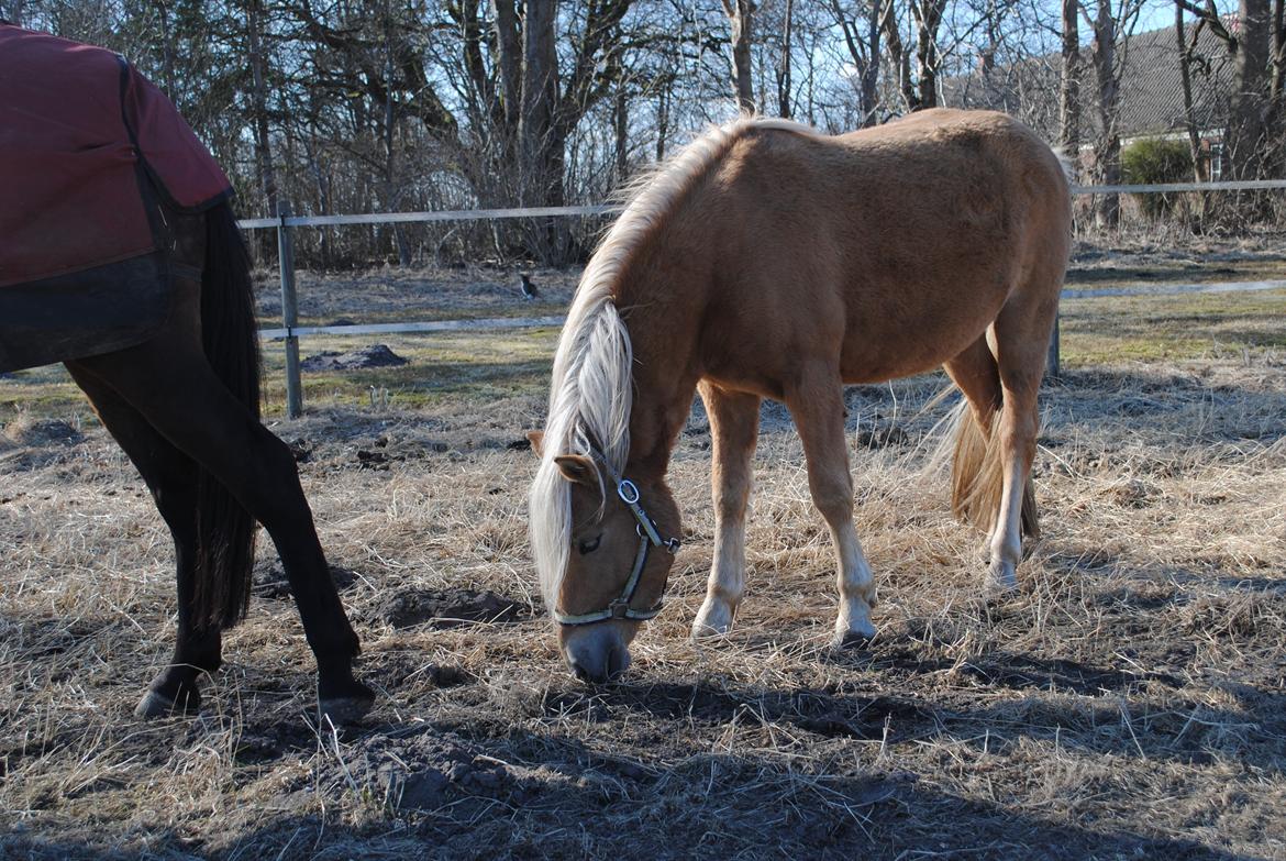 Anden særlig race Sacho billede 3