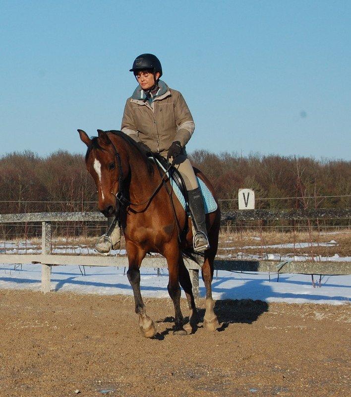 Arabisk fuldblod (OX) Babberups Don Diablo ox billede 1