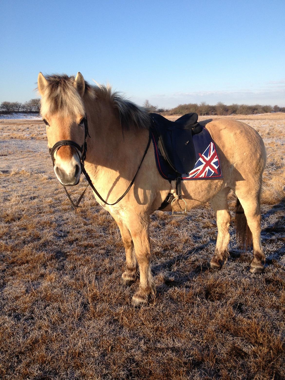 Fjordhest Blitten Mose <3 - Søde Blitten i morgen solen. Dejlig morgen ridetur, inden jeg skulle i skole! :D <3 billede 11