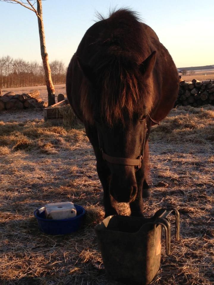 Islænder Tritla fra Strandbjerggaard - 2013, termin lige om snart! billede 5