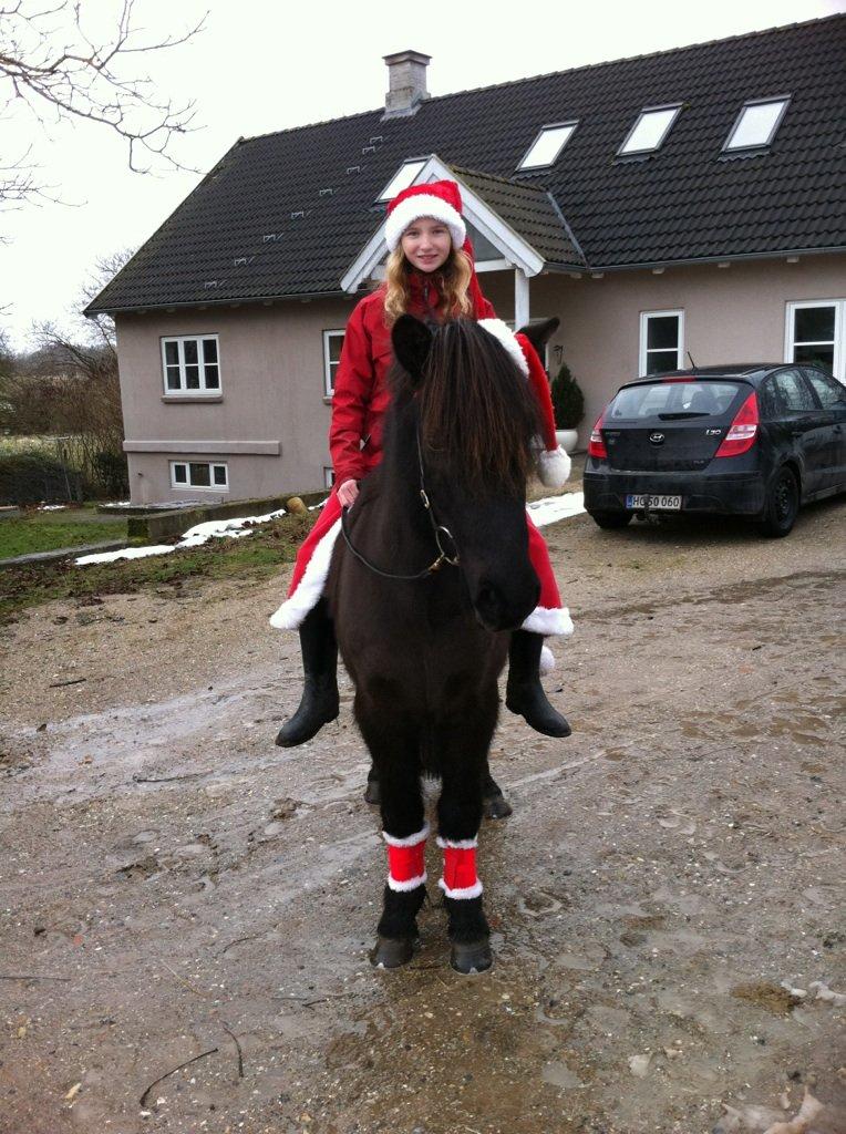 Islænder Ganti fra Døesbæk - så det jul! billede 4