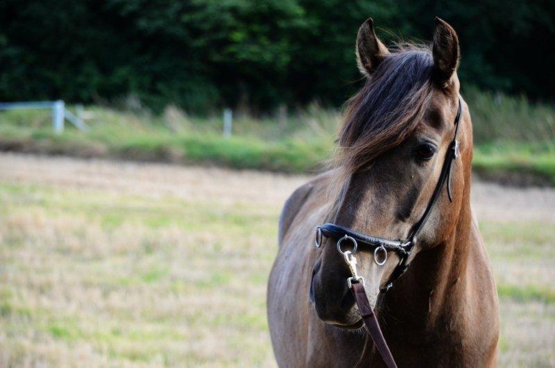 Pura Raza Española Avalon VIII - Min dejligste mus <3 
Foto: Josephine Blossfeld billede 4