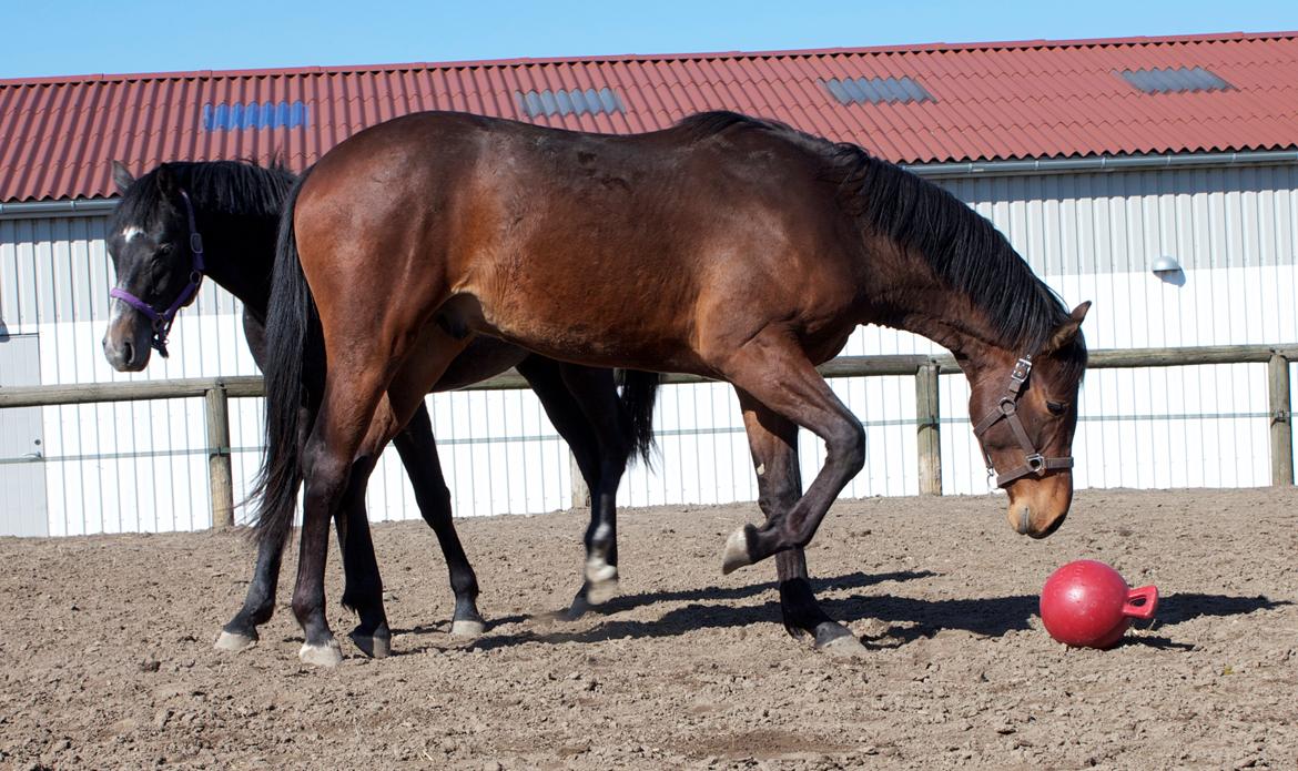 Dansk Varmblod Ringsgaards geni - Leger med Bold - 3 April 2013 billede 8