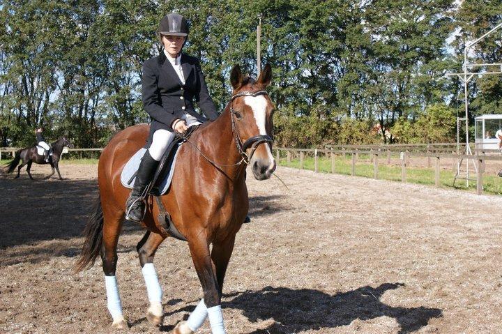 Dansk Varmblod Bakkegårdens Minka billede 2