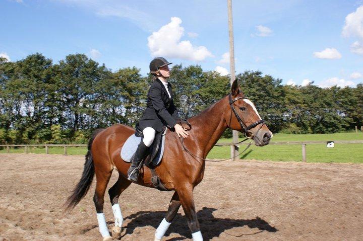 Dansk Varmblod Bakkegårdens Minka billede 3