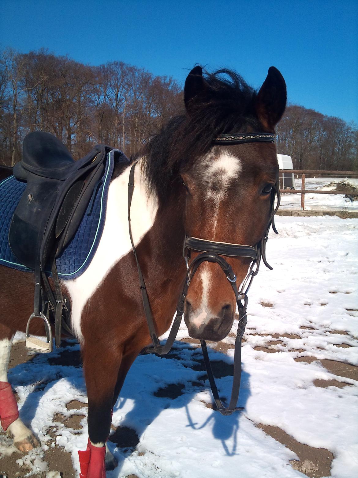 Anden særlig race Ameysing <3 - Smukke amy. billede 3