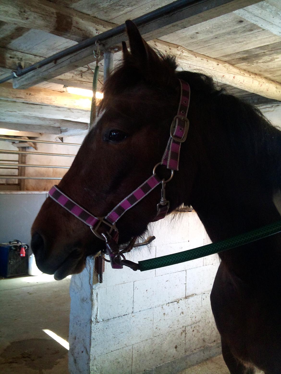 Anden særlig race Ameysing <3 - Smukke Ameysing billede 4