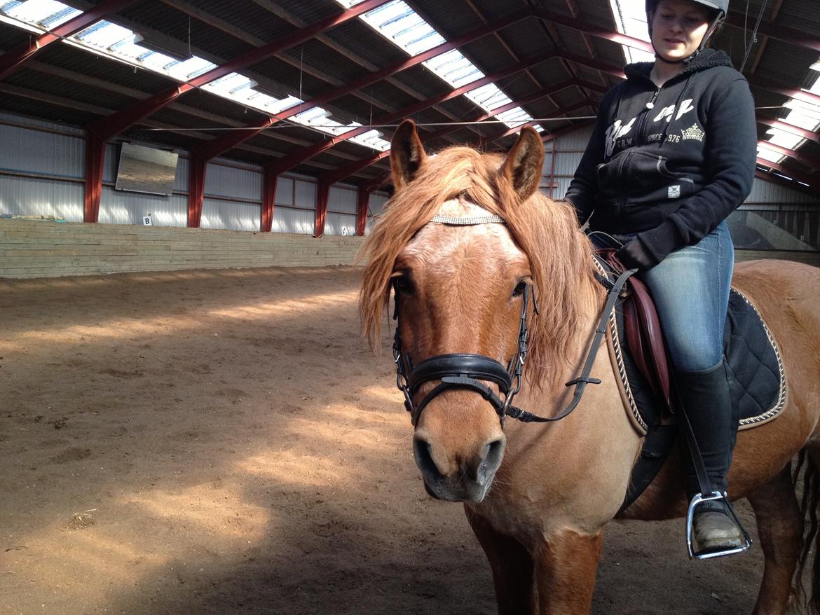 Anden særlig race Tex - Et billede fra da jeg red ham den dag jeg overtog ham! :')  billede 7