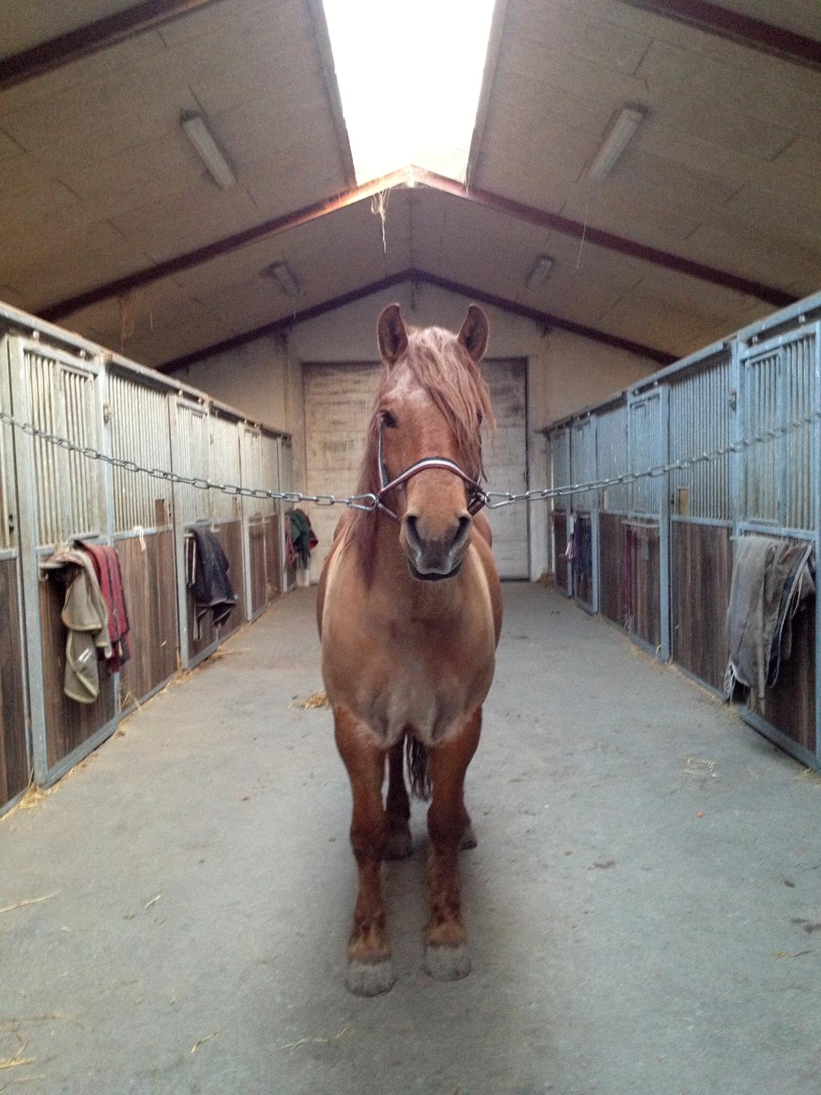 Anden særlig race Tex billede 4