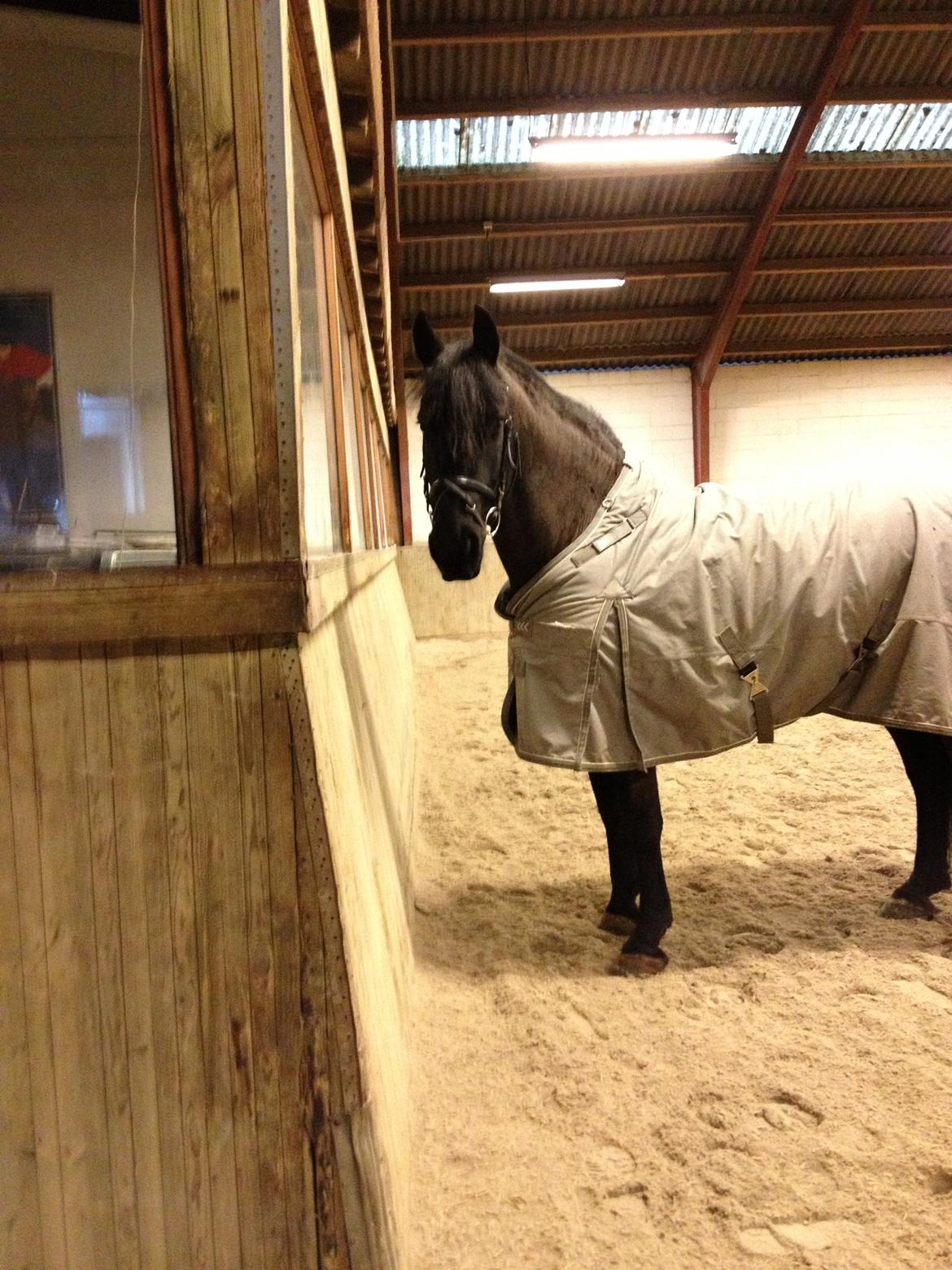 Frieser Falco *Himmelhest* billede 10