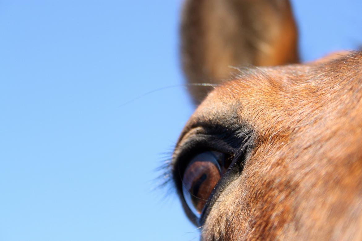 Anden særlig race Minnie - Pretty just a pretty word! billede 10