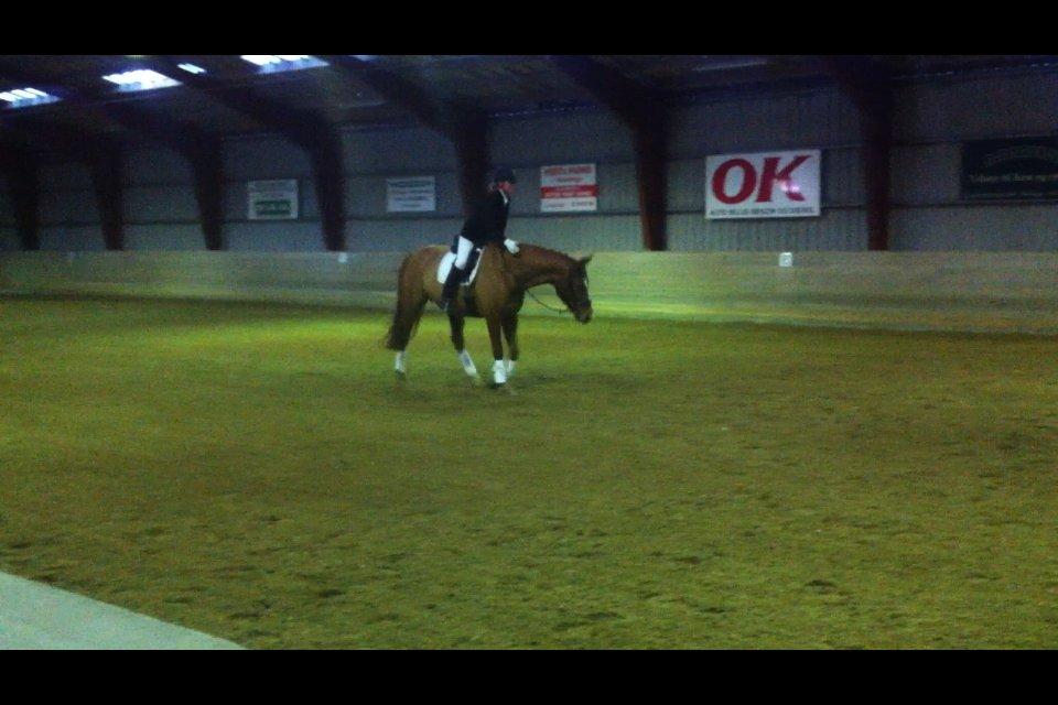 Dansk Varmblod Askemosens Marsia - 13. Dygtig potten!  billede 13