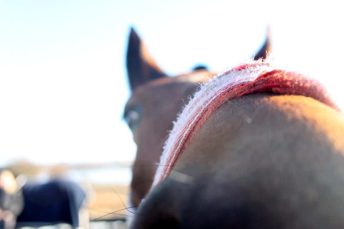 Anden særlig race Minnie - hey, I'm crazy...  billede 13