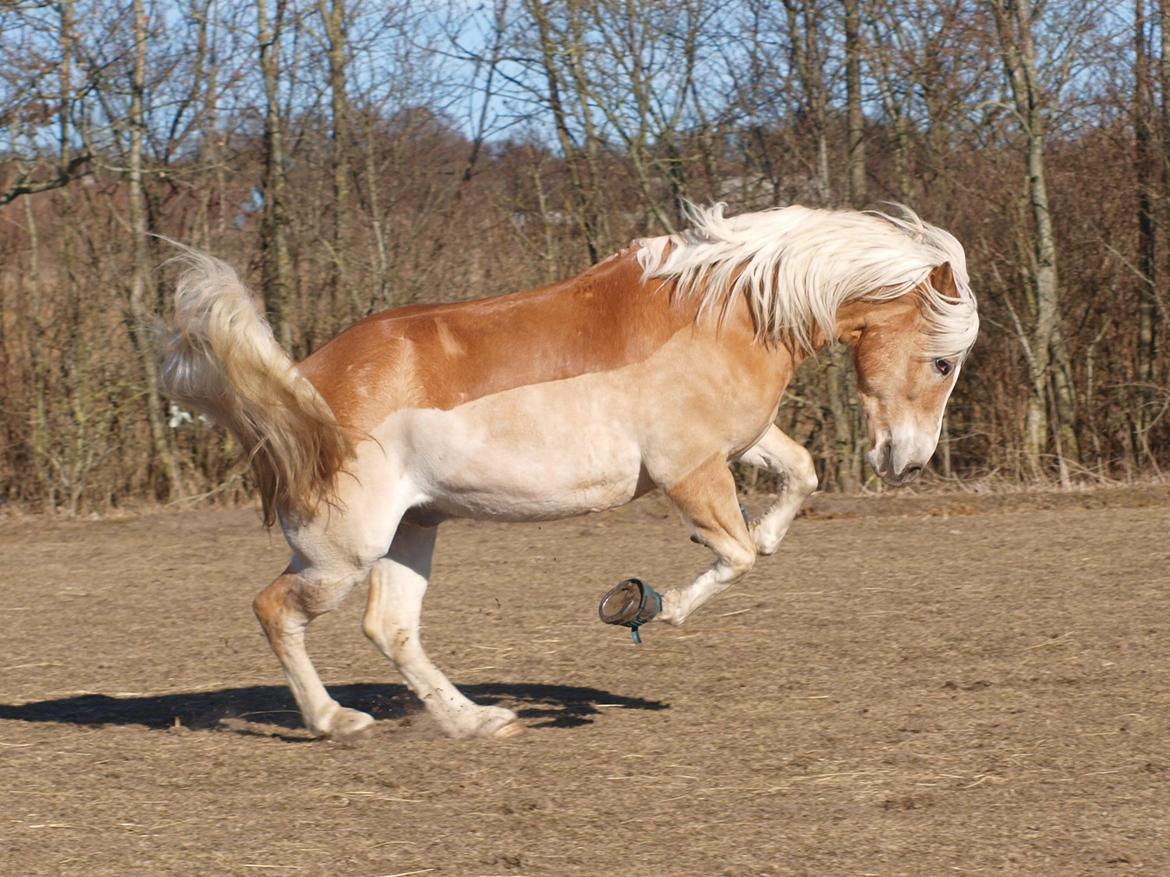 Haflinger Waldy billede 15