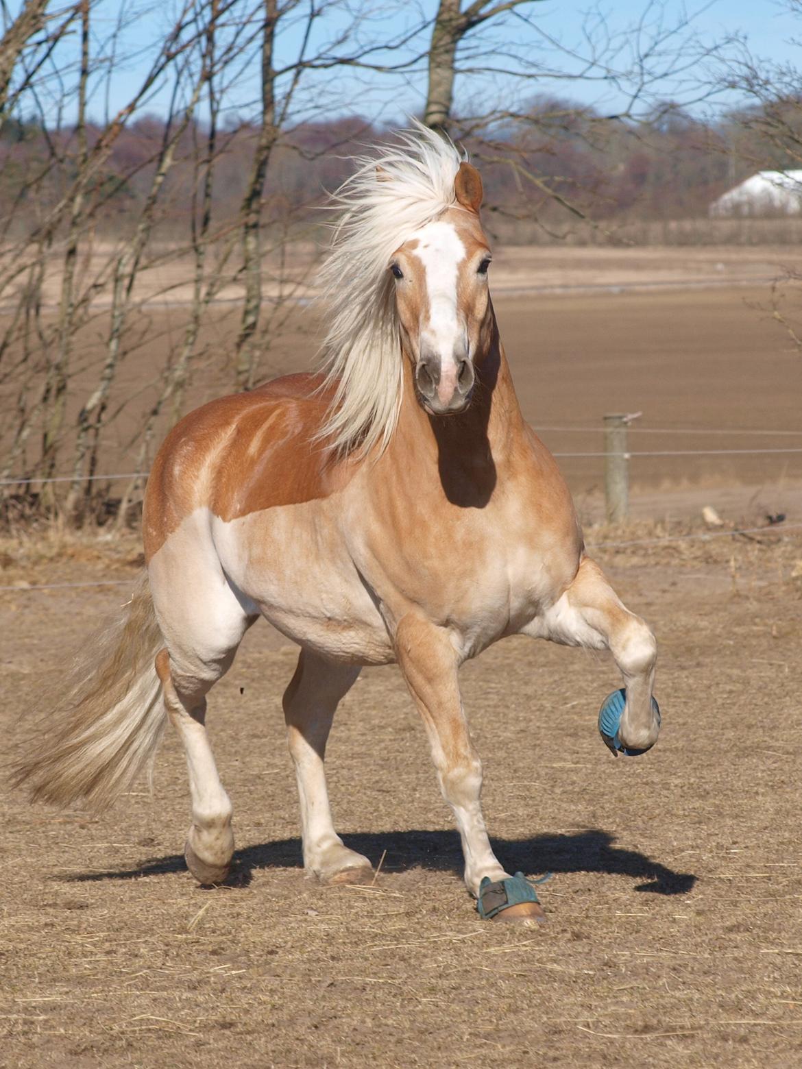 Haflinger Waldy billede 16