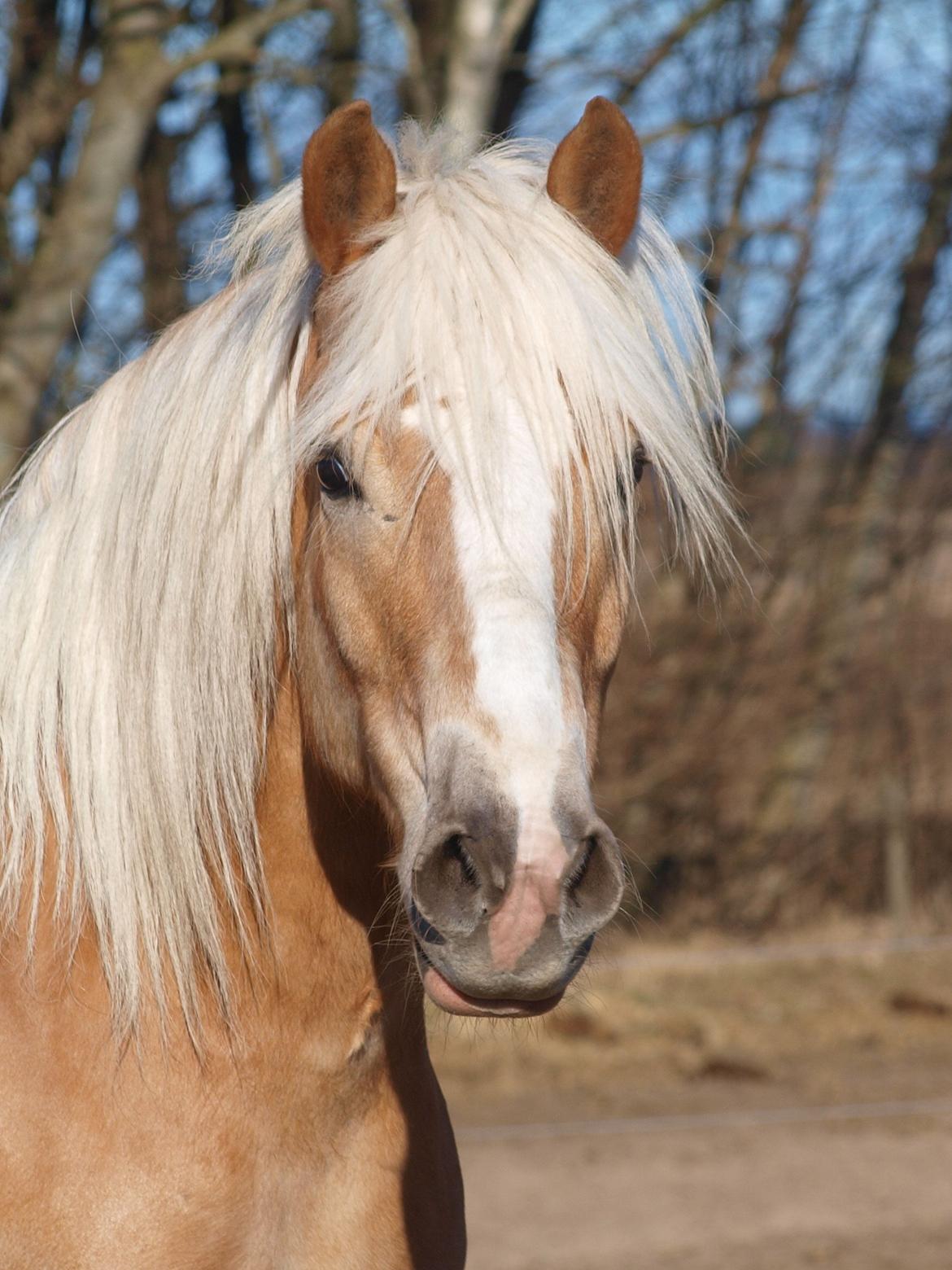 Haflinger Waldy billede 17